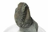 Flexicalymene Trilobite - Mt Orab, Ohio #248610-2